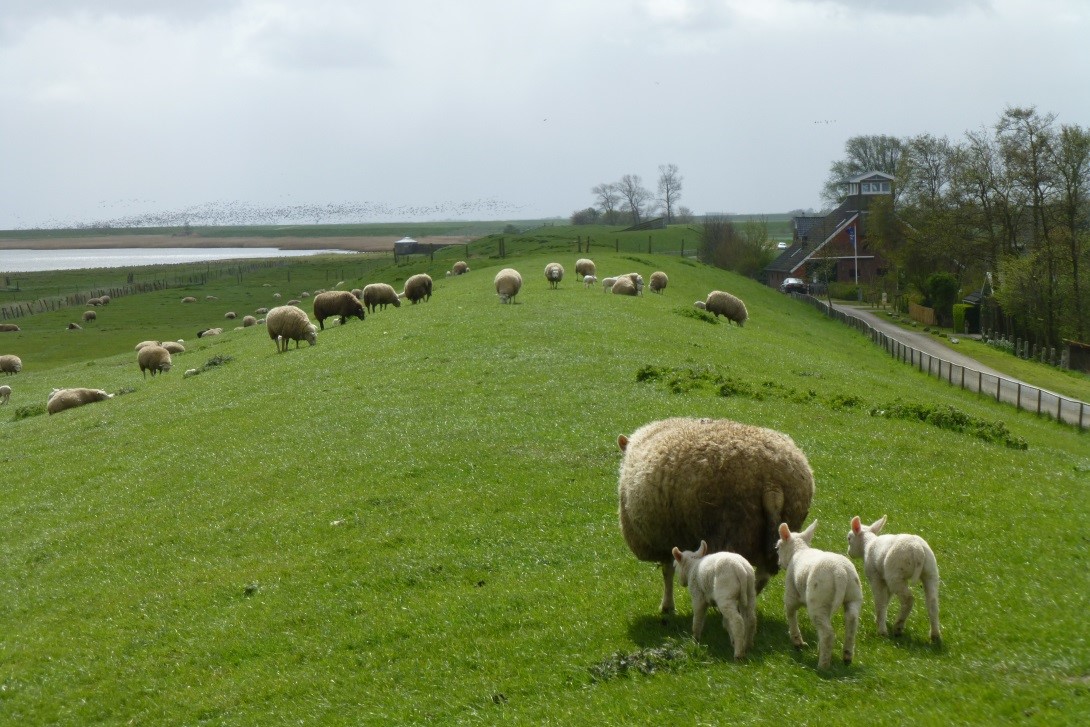 Sheep are in principle ideal cattle for dike maintenance: lightweight, cut the grass with their teeth (M.Z. Voorendt).