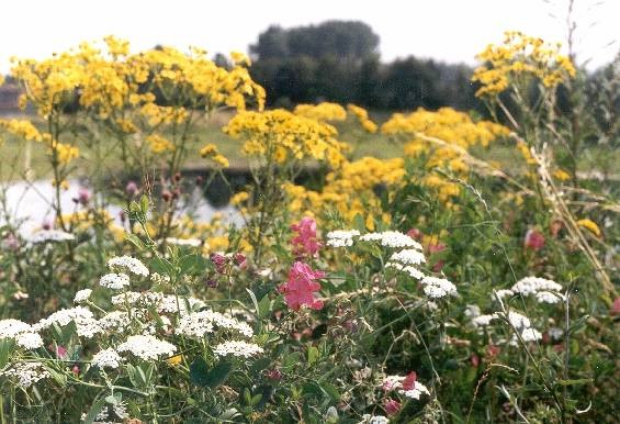 Vegetation on dike slope